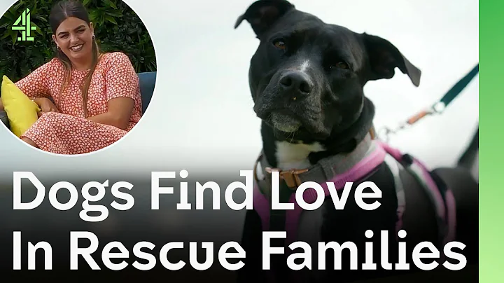 Rescue Dogs Meet Their Forever Families and Find Love | Best of Season 1 | The Dog House 🐶