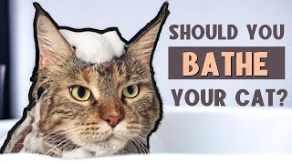 How Often Should a Cat be Bathed? 🛁🐈