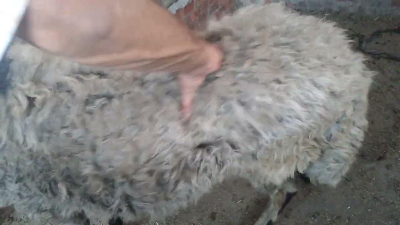 مواصفات خروف اللحم