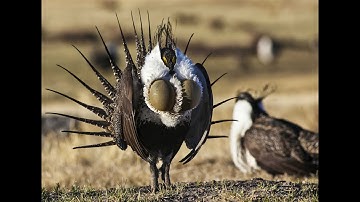 10 most strange birds you won