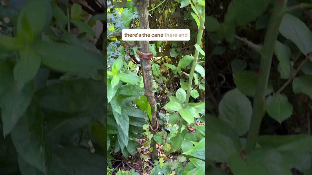 How to identify and remove suckers from standard or tree roses 