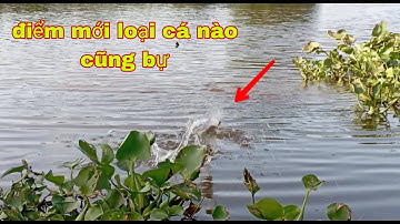 Câu cá ở điểm mới có nhiều loại cá bự nhưng cũng chậm ăn mồi quá anh em