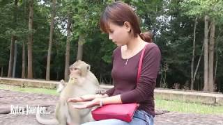 Wow, Amazing Smart Monkeys Meet Beautiful Tourist Girls Near Angkor Wat Temple For Food