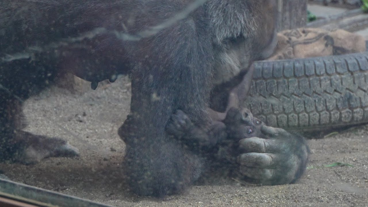 Материнская любовь: первые шаги малыша гориллы к самостоятельности Gorillas genki / ape #gorilla