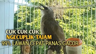 Trucuk BETINA memanggil Jantan Suara Birahi Ngecuplik 100% pancingan trucukan gacor agar BUNYI EMOSI
