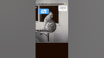 Some Snow Leopards Just Vanish from the Live Stream😂#snowleopard #lingxiaomang #rescue #viral#funny