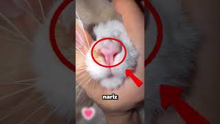 5 cosas que quizá no sabías sobre los gatos! 🐈 #caninos #cat #animales
