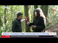 Queule: Milenario árbol en peligro de extinción | 24 Horas TVN Chile