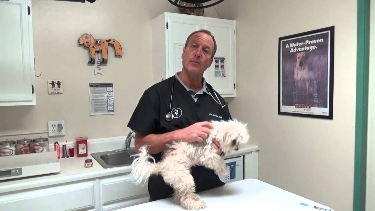 what-does-a-flea-allergy-look-like-on-a-dog-updated-april-2023