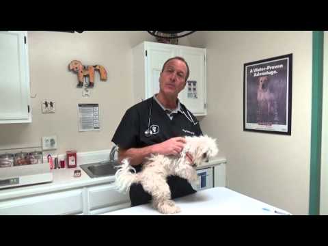 Video: Vlooi-allergie-dermatitis By Honde: Tekens En Behandeling