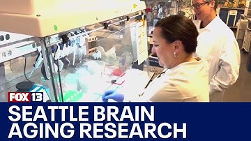 Seattle scientists make new discoveries on aging brain cells | FOX 13 Seattle