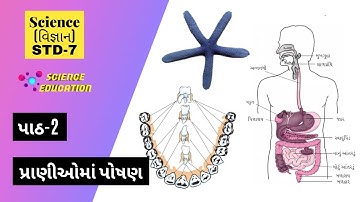std 7 science chapter 2 2021 | પાઠ-2 પ્રાણીઓમાં પોષણ 2021 | Nutrition in Animals