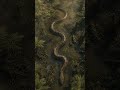 Titanoboa: a cobra gigante que dominou a pré-história