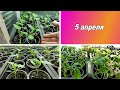 👩🏻‍🌾🌱🌱ОБЗОР МОЕЙ РАССАДЫ НА 5 АПРЕЛЯ. ПОЧЕМУ РАССАДА РАЗНАЯ ПО РАЗВИТИЮ