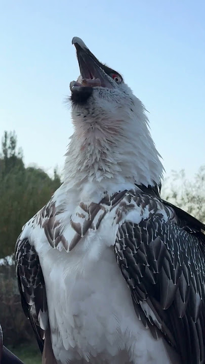 Bearded Vulture Swallows a Big Bone || ViralHog