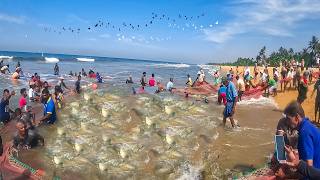 2000kg Of Giant Trevally Caught in ONE Net! Beach Seine Fishing