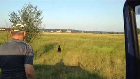 Заяц на лугу