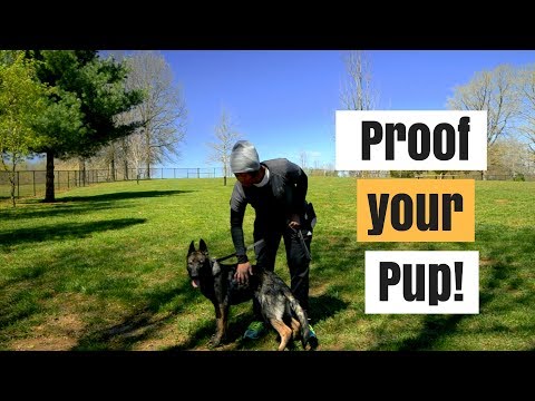 how-to-train-your-dog:-work-with-distractions
