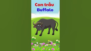 Động vật nuôi trong gia đình - Song ngữ Anh Việt - Dạy trẻ thông minh sớm #education