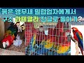 붉은 앵무새 밀렵업자들 에게서 구조 과테말라 정글로 돌아가? #야생조류 #새 #앵무새 #animal