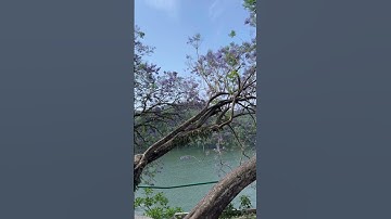 Pokhara, Lakeside #nature #lake #viral #shorts #lakeside #fewalake #peace #flowers #nepal #fyp #view