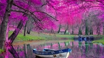 سورة ص بصوت القارئ يوسف نوح أحمد برواية هشام عن ابن عامر