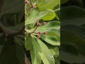 clove tree
