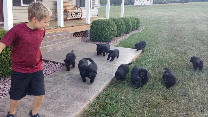 Newfoundland of Umfleet Farms