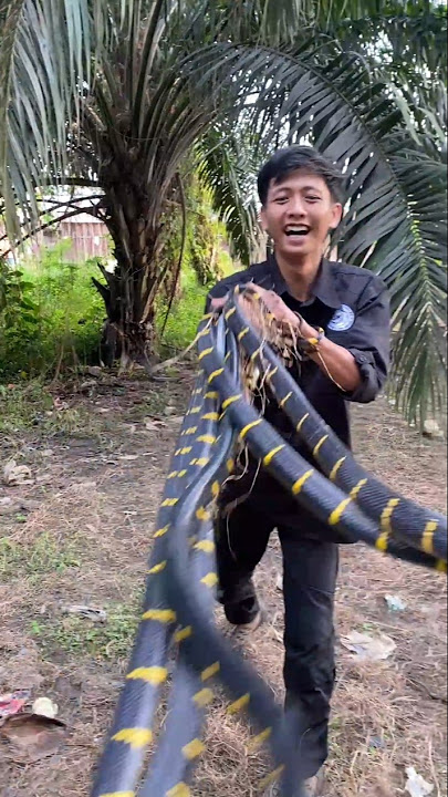 just try bringing this, it will definitely break up #viralvideo #wildliferescue #shortvideo