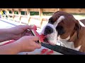 Cute Boxer Dog Eating WATERMELON For The First Time 😁