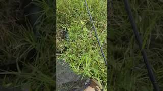 Mancing Gabus Tambak Sidoarjo