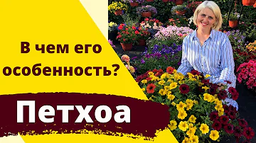 Петхоа. Есть ли отличие от петунии и при чем тут калибрахоа?!