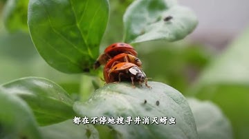 Can pests be prevented without pesticides Learn about the flower protection secrets of nat