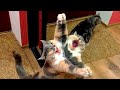 Funny cats and dogs video #11 😂