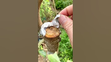 Cách giúp vết cắt nhanh bo sẹo