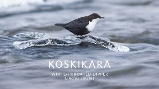 Koskikara - White-throated dipper, Finland