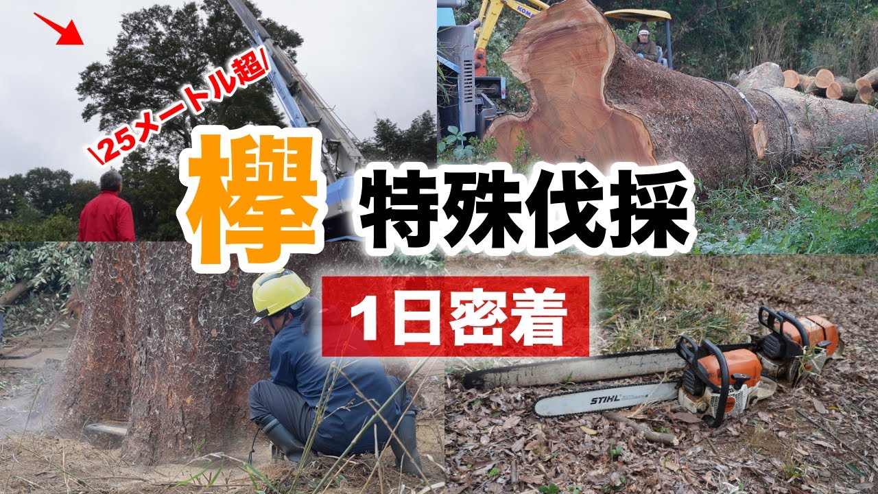 【欅の巨木】高さ25m超の大木を特殊伐採！プロの技、空師の1日密着