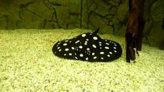 Potamotrygon Leopoldi Tank 2200Liter..