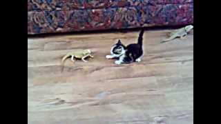 Котёнок впервые увидел ящериц =))))  Kitty saw the lizard first time