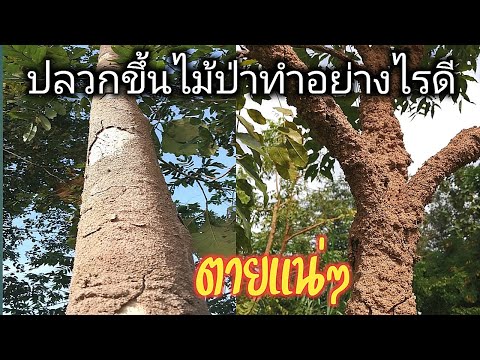 วีดีโอ: ปลวกเข้าต้นไม้หรือไม่?