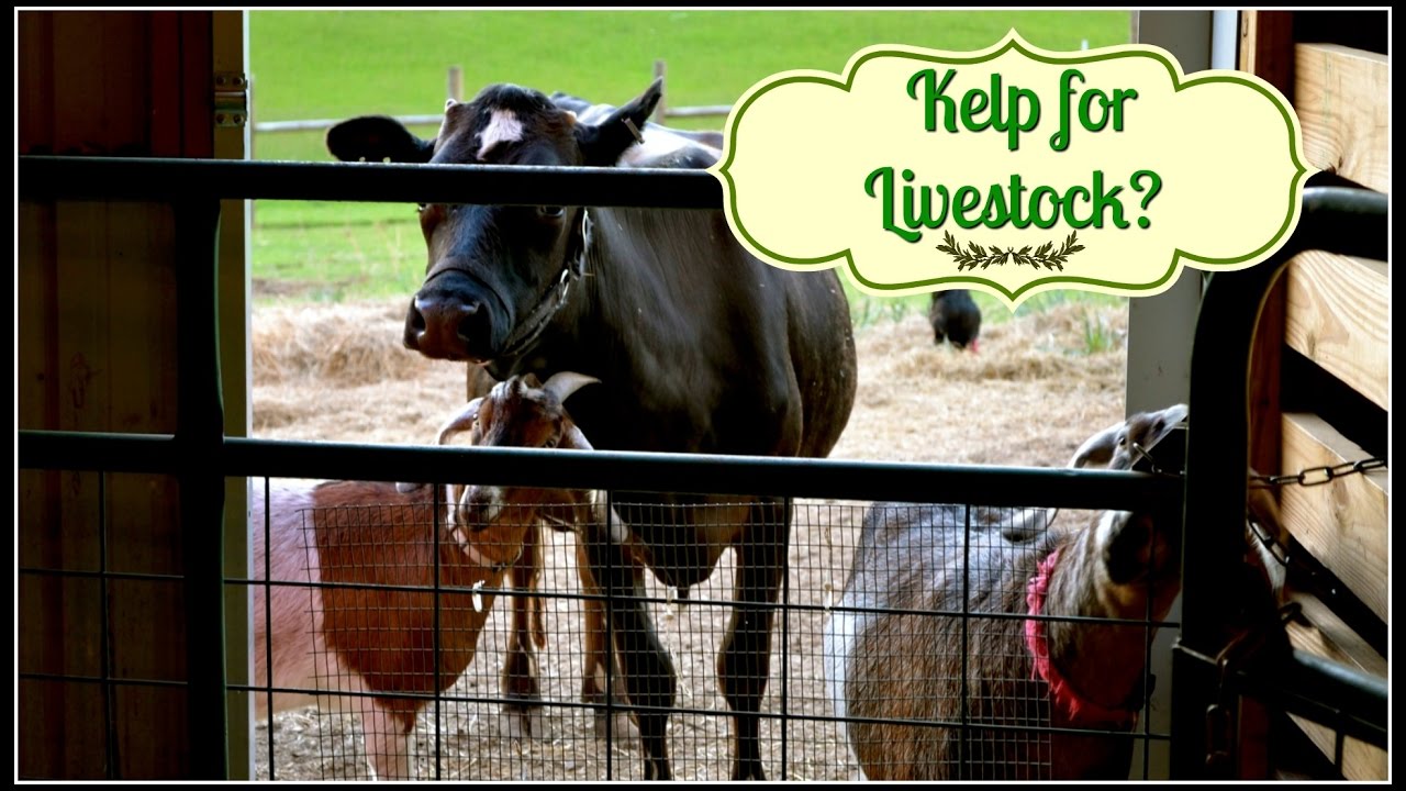 Kelp for Milk Cows & Livestock? You Betcha! YouTube