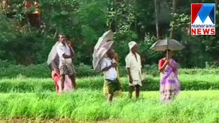 Ginger cultivation; pesticides take life of paddy cultivation | Manorama News