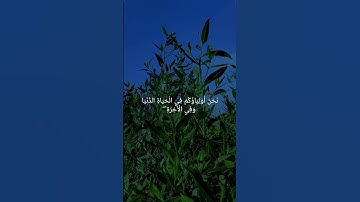 #قرآن #اكسبلور #المصحف #راحة_نفسية #سوره فصلت #لايك