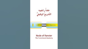 عقدةُ رانفييه.. التَّشريحُ الوظيفيُّ Node of Ranvier.. The Functional Anatomy