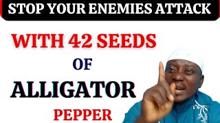 Eat 42 seeds of Alligator pepper and Curse your ENEMIES, It will expose their evil deed