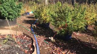 Outdoor grow: October 17th frosty morning PT.2