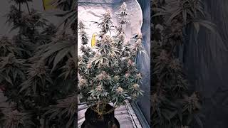 🫐🧁 Purple Berry Muffinz by Sensi Seeds  #cannabiscommunity #homegrown #cannabiscontent