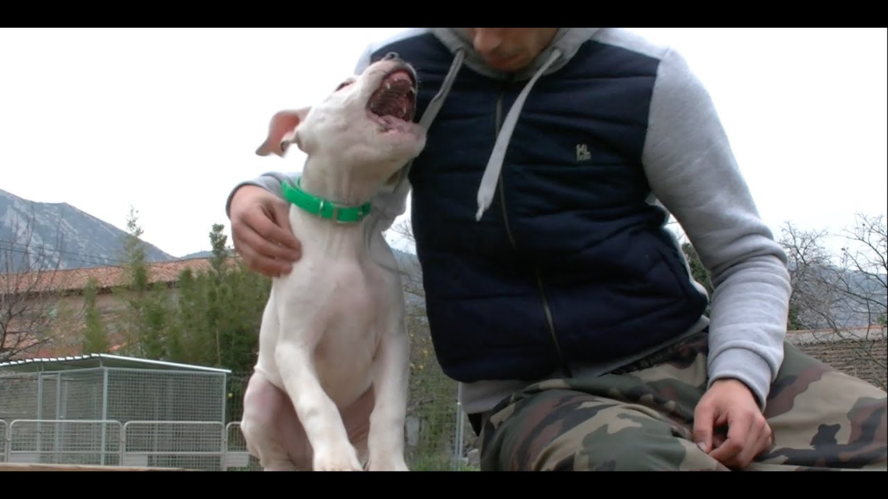 ⚠ AGRESSIF DOGUE ARGENTIN