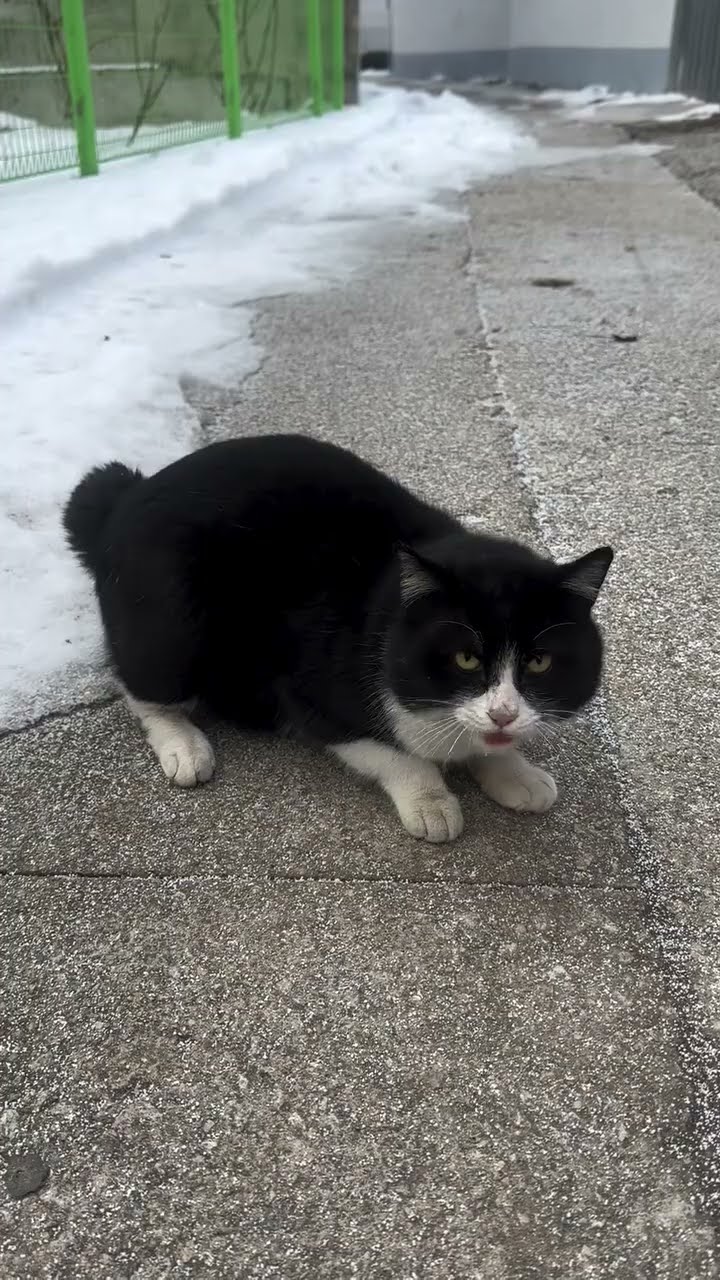 Top des vidéos très mignon ♥️ ❄️ ♥️ ❄️ ♥️