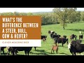 What's the difference between a steer vs. bull? Cow vs. heifer?